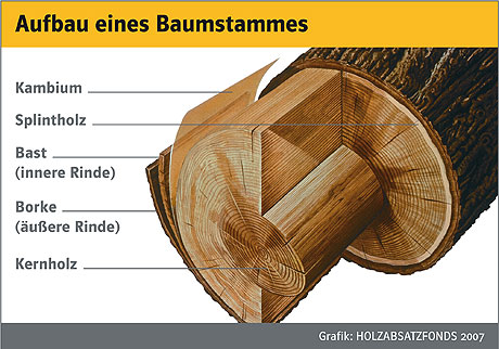 aufbau eines baumstammes